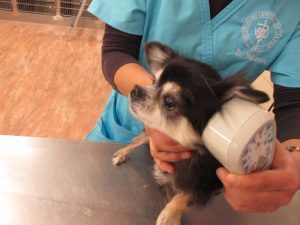 小動物のレーザー治療