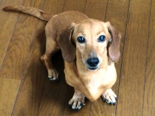 動物の癌治療 症例集 犬・猫・うさぎなど小動物の癌治療  24時間救急 