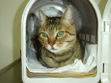 動物の癌治療 症例集 犬・猫・うさぎなど小動物の癌治療  24時間救急 