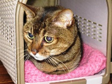 動物の癌治療 症例集 犬・猫・うさぎなど小動物の癌治療  24時間救急 