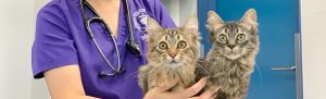 動物の病気予防の動物予防医療センター