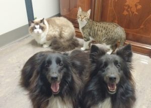 川崎市動物病院の会員制クラブについて