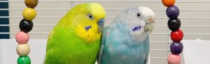 エキゾチック動物、うさぎ、ハリネズミ、亀、爬虫類、鳥など