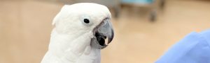 フェレット、ウサギ、ハムスター、亀、小鳥や爬虫類の動物病院