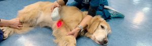 犬や猫など動物のリハビリテーション