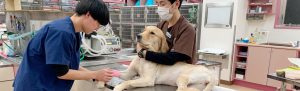 重症動物看護センター_川崎市中原区武蔵小杉