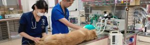 動物救急医療センターでの救急処置