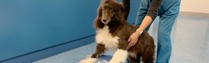 動物リハビリセンター
