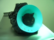 犬や猫などの咬傷 24時間救急医療&専門医療動物病院|アニマル