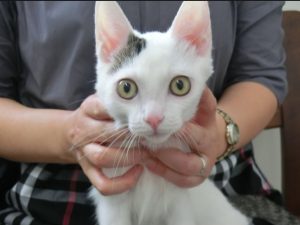 犬猫の咬み傷症例