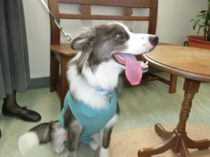 犬猫の異物摂取・誤飲・誤食