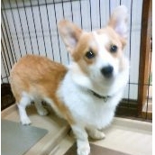 犬の横隔膜ヘルニア