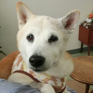 犬の耳血腫